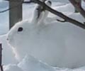雪ウサギ。